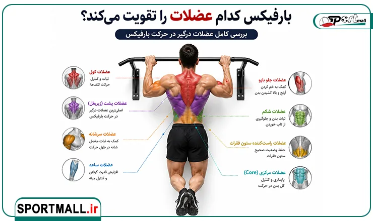 عضلات درگیر در هنگام تمرین با بارفیکس