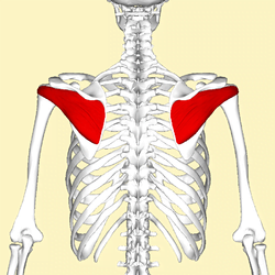 عضله Infraspinatus