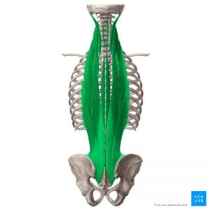 عضله Thoracic erector spinae